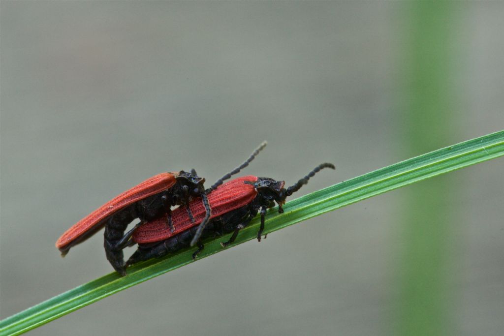 Coppia di Lycidae: Pyropterus nigroruber